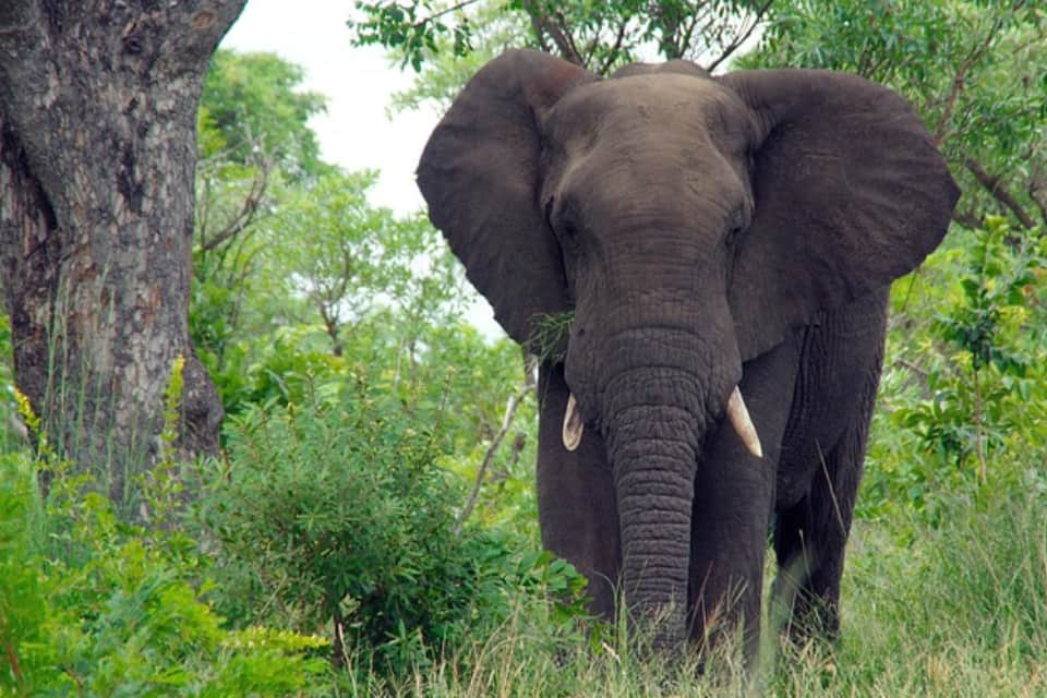 è l’unico luogo dell’Africa dove i turisti partecipano a due Safari perché qui si organizzano anche le uscite in notturna