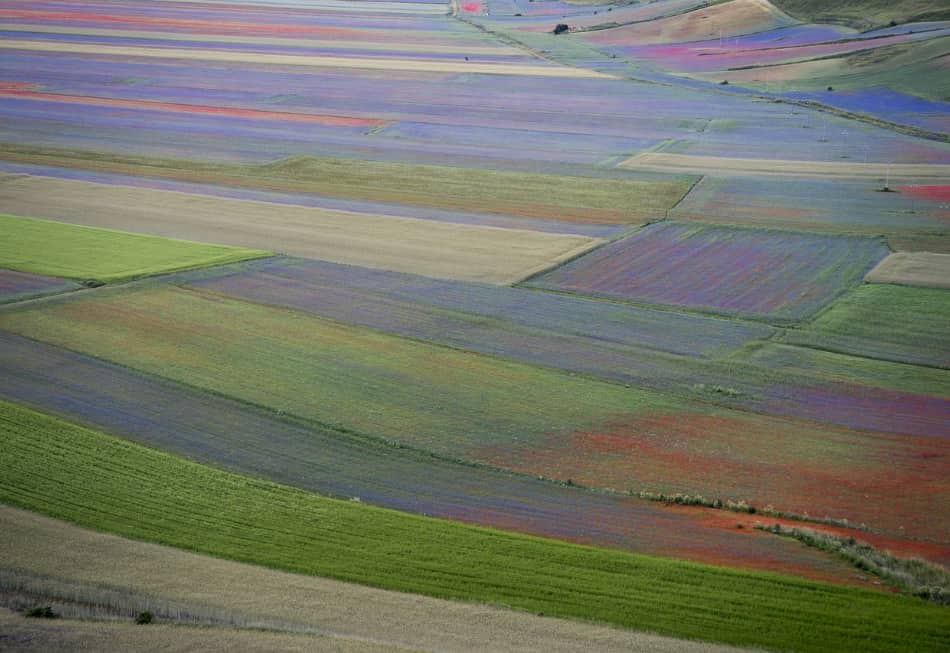 La grande fioritura dei Piani di Castelluccio è finita da poco, da metà maggio a fine giugno
