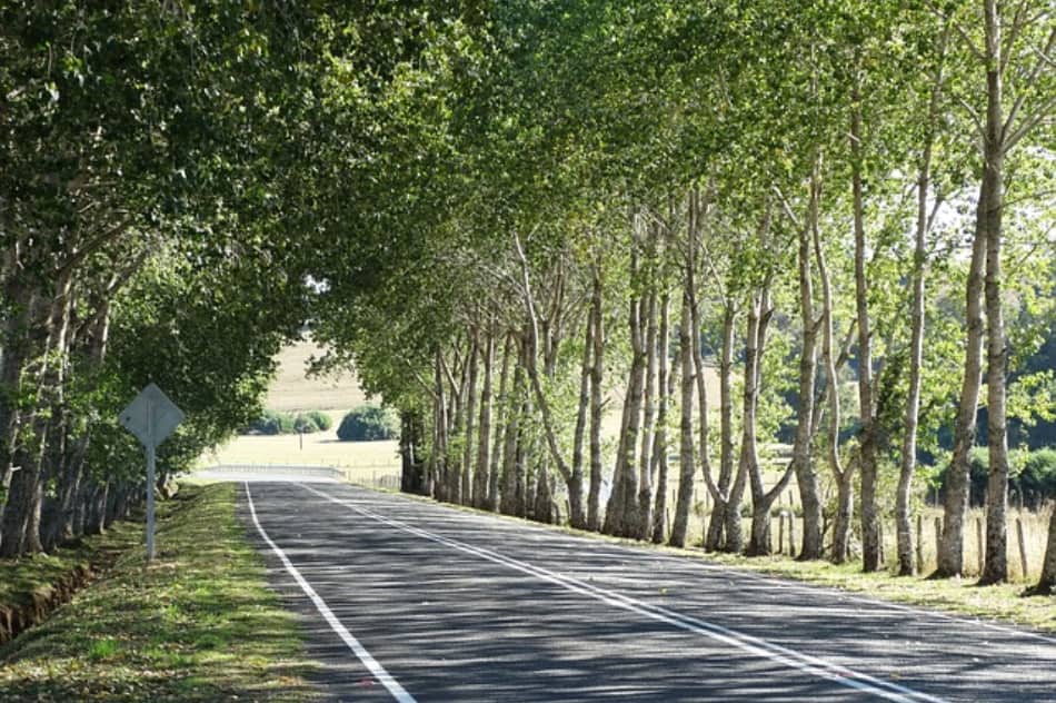 la Valle Centrale "offre dolci vigneti che respirano il sole, come un ventre fertile che ha nutrito generazioni.