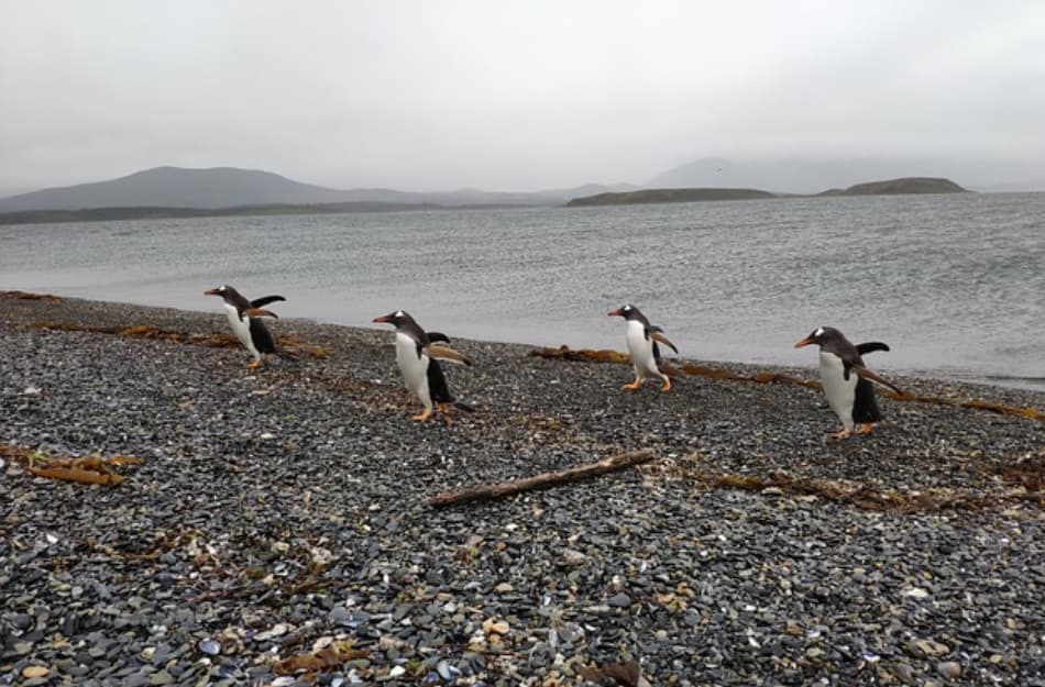 pinguini
