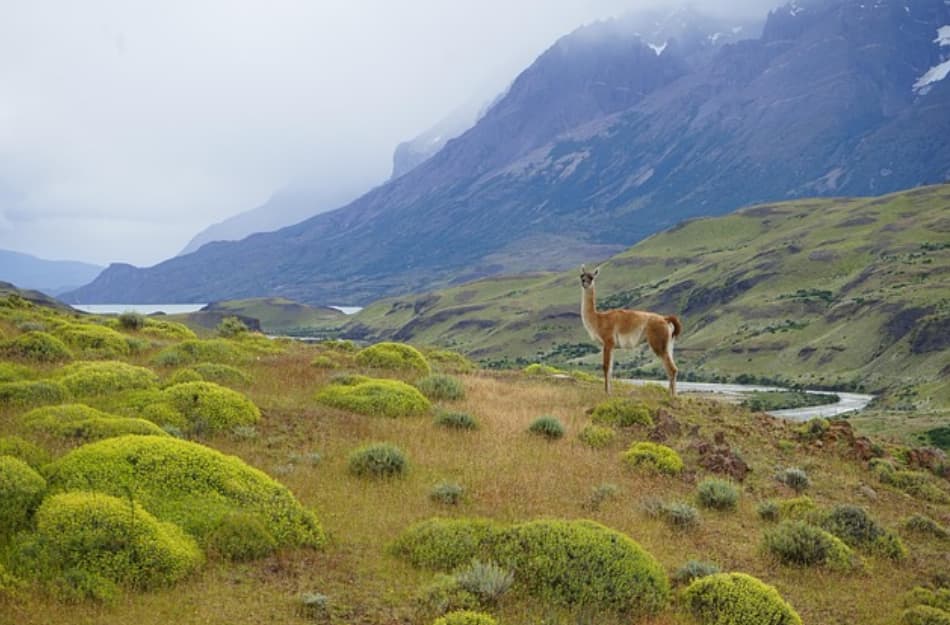 In Patagonia, il silenzio è il padrone, e ogni suono è un regalo prezioso che spezza la vastità del nulla