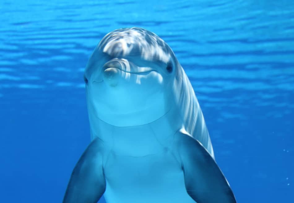Siamo persino riusciti anche ad avvistare i delfini! 