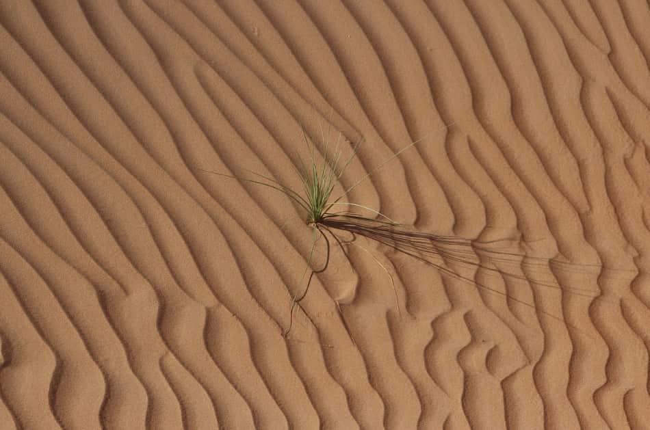 il deserto tipicamente sahariano