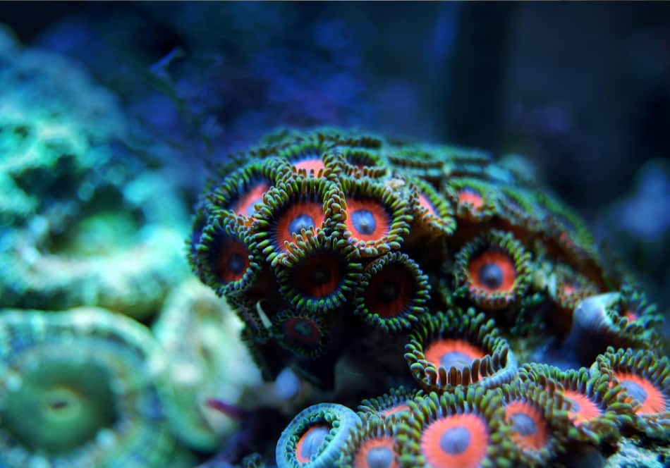 Il nuotare tra pesci colorati che si cibano in un campo di polpi corallini, alghe, minuscoli crostacei
