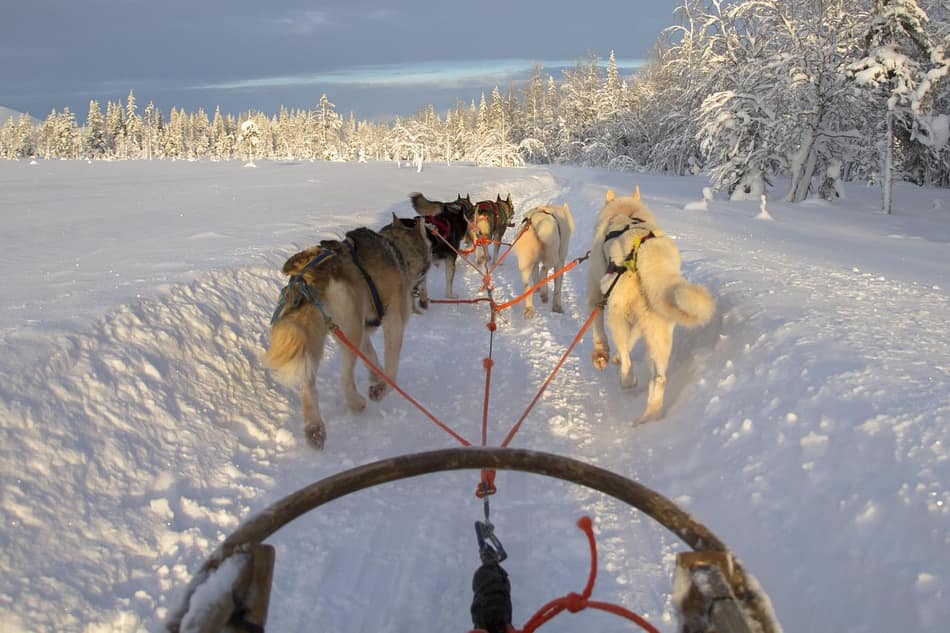 Un viaggio in Lapponia dovrebbe includere un andrenalinico giro in slitta con husky