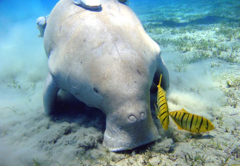 foto del dugongo presa da wikipedia