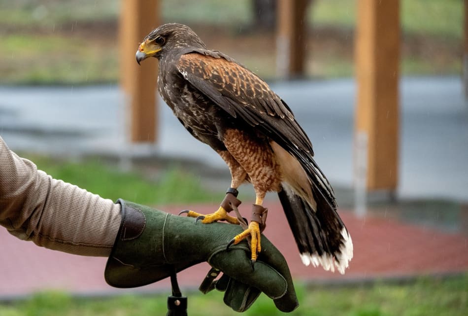 la tradizione della falconeria e all'ancestrale folklore sciamanico